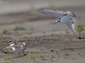 Kentish Plover