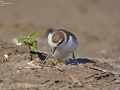 Kentish Plover