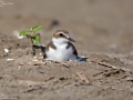 Kentish Plover