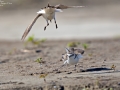 Kentish Plover