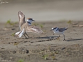 Kentish Plover