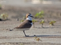Kentish Plover