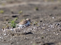 Kentish Plover