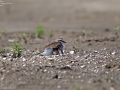 Kentish Plover