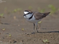 Kentish Plover