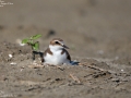 Kentish Plover