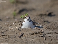 Kentish Plover