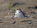 Kentish Plover