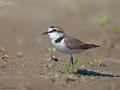 Kentish Plover