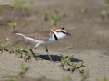 Kentish Plover