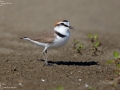 Kentish Plover