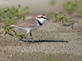 Kentish Plover