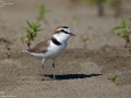 Plover,Kentish_030