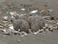 Kentish Plover