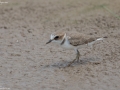 Kentish Plover