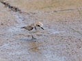 Kentish Plover