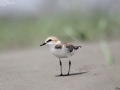 Kentish Plover