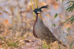 Koklass Pheasant