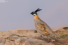 Koklass Pheasant