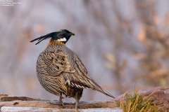 Koklass Pheasant