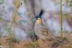 Koklass Pheasant