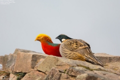 Koklass Pheasant