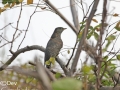 Lesser Cuckoo