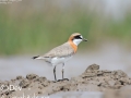 Lesser Sand Plover