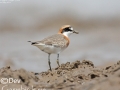 Lesser Sand Plover
