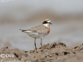 Lesser Sand Plover