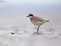 Lesser Sand Plover