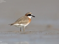 Lesser Sand Plover