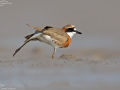 Lesser Sand Plover