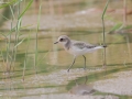 Lesser Sand Plover
