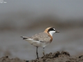 Lesser Sand Plover