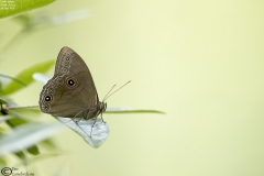 Lethe helena