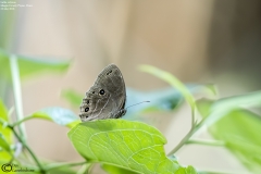 Lethe satyrina