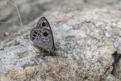 Lethe trimacula