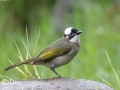 Light-vented Bulbul