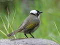 Light-vented Bulbul