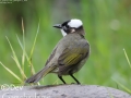 Light-vented Bulbul