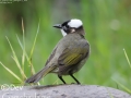 Light-vented Bulbul