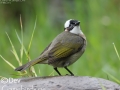 Light-vented Bulbul