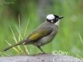 Light-vented Bulbul