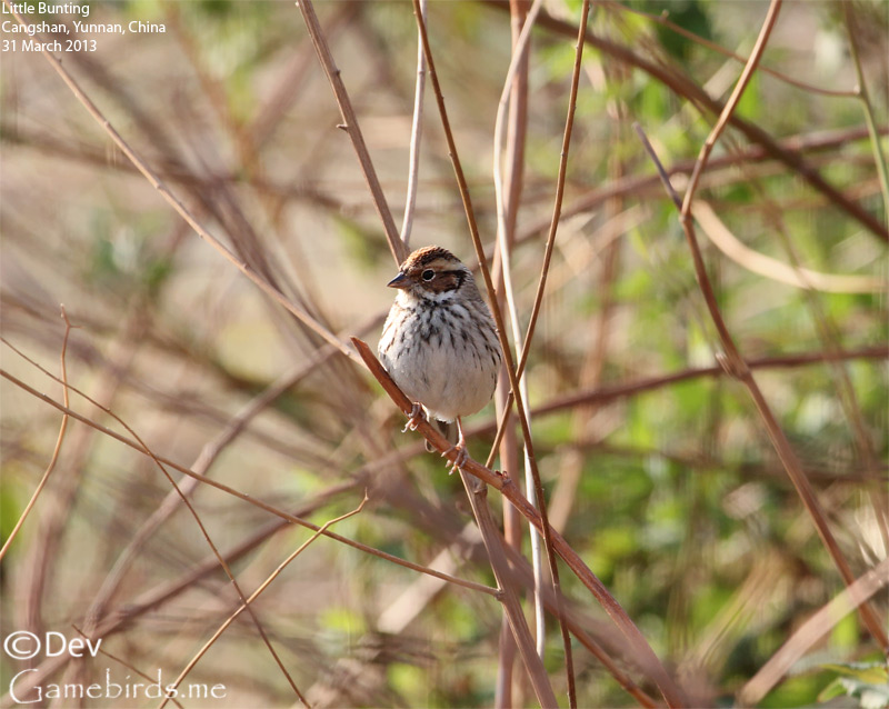 Little Bunting