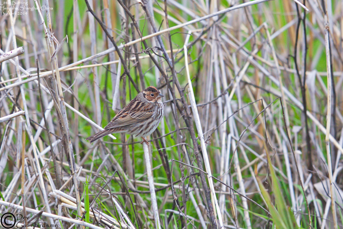 Little Bunting