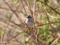 Little Bunting