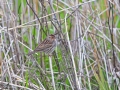 Little Bunting
