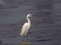 Little Egret