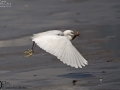 Little Egret